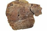 Dinosaur (Edmontosaurus) Bone in Sandstone - Wyoming #265498-1